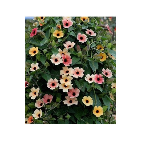 THUNBERGIA alata Spanish Eyes "Černooká Zuzana" 5 semen   