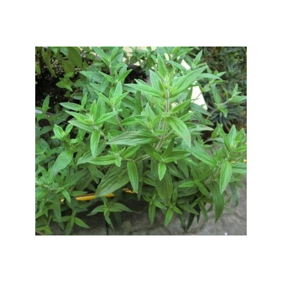 PYCNANTHEMUM pilosum "Americká horská máta" 80 semen      