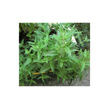 PYCNANTHEMUM pilosum "Americká horská máta" 80 semen      