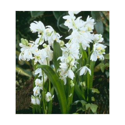 SCILLA siberica Alba 10 semen 
