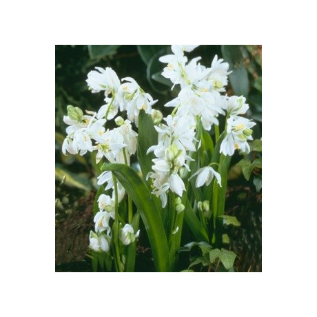 SCILLA siberica Alba 10 semen 