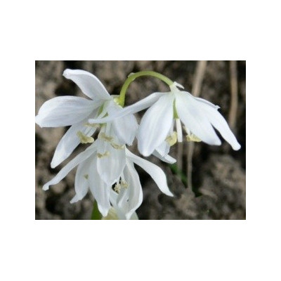 SCILLA siberica Alba 10 semen 