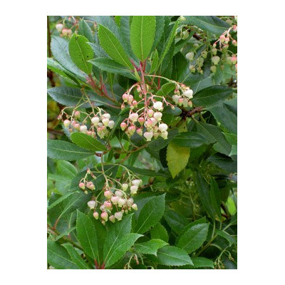 ARBUTUS unedo "Jahodový strom" 8 semen