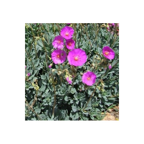 CALANDRINIA grandiflora 50 semen  