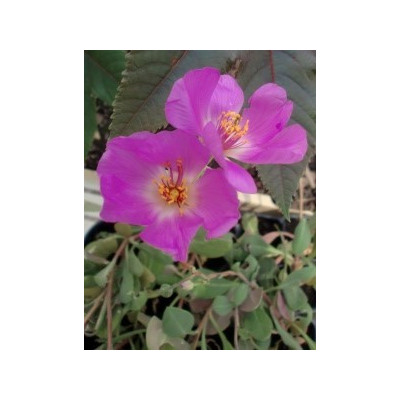 CALANDRINIA grandiflora 50 semen  