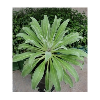 MATTHIOLA maderensis Lowe 20 semen  