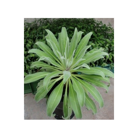 MATTHIOLA maderensis Lowe 20 semen  