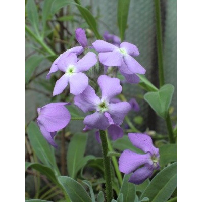 MATTHIOLA maderensis Lowe 20 semen  