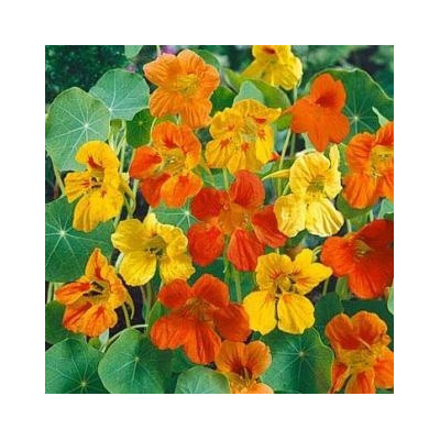 TROPAEOLUM majus Mix 8 semen  