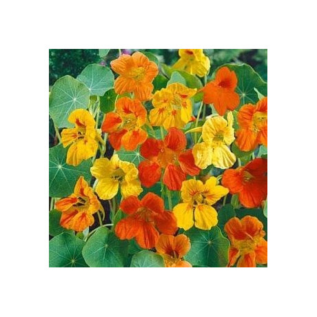 TROPAEOLUM majus Mix 8 semen  