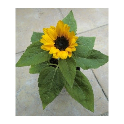 HELIANTHUS annuus (F1) 8 semen   