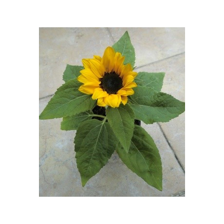 HELIANTHUS annuus (F1) 8 semen   