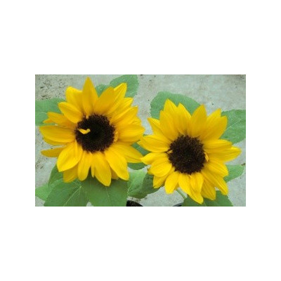 HELIANTHUS annuus (F1) 8 semen   