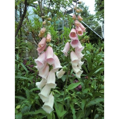 DIGITALIS purpurea Apricot 150 semen