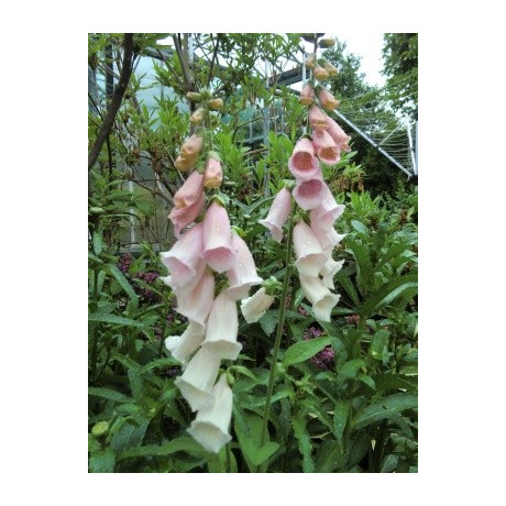 DIGITALIS purpurea Apricot 150 semen