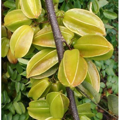 AVERRHOA carambola "Karambola” 5 semen