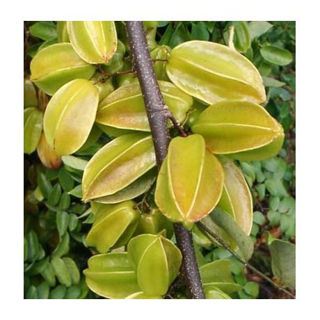 AVERRHOA carambola "Karambola” 5 semen