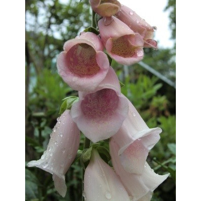 DIGITALIS purpurea Apricot 150 semen