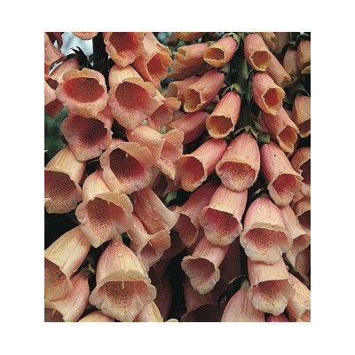 DIGITALIS purpurea Apricot 150 semen