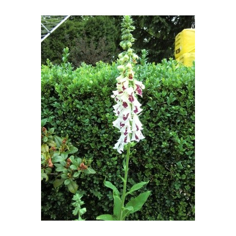 DIGITALIS purpurea  Pam's Split 150 semen 