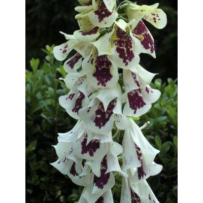 DIGITALIS purpurea  Pam's Split 150 semen 