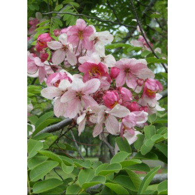 CASSIA grandis ”Pink Shower tree“ 5 semen
