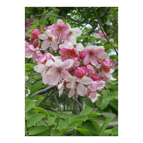 CASSIA grandis ”Pink Shower tree“ 5 semen