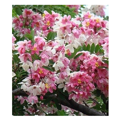 CASSIA grandis ”Pink Shower tree“ 5 semen