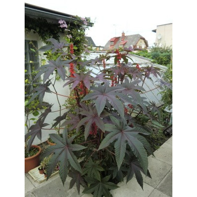 RICINUS communis Red 5 semen