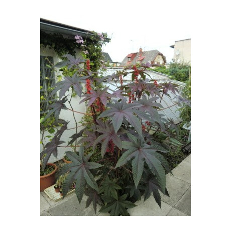 RICINUS communis Red 5 semen