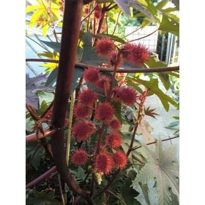 RICINUS communis Red 5 semen