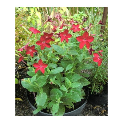 NICOTIANA x sanderae Domino-tmavě červená 70 semen
