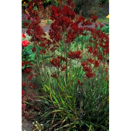 ANIGOZANTHOS flavidus Red 30 semen