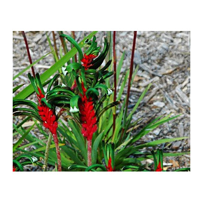 ANIGOZANTHOS manglesii "Klokaní tlapky" 30 semen