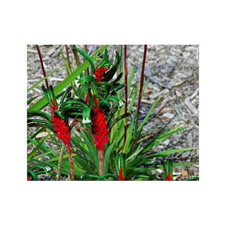 ANIGOZANTHOS manglesii "Klokaní tlapky" 30 semen