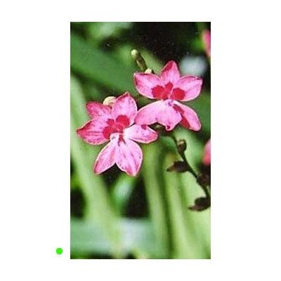 LAPEIROUSIA laxa 10 semen