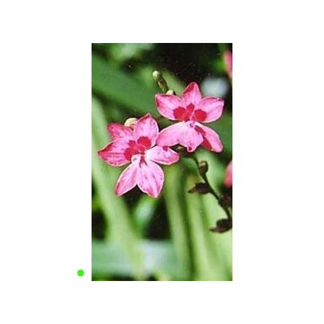 LAPEIROUSIA laxa 10 semen