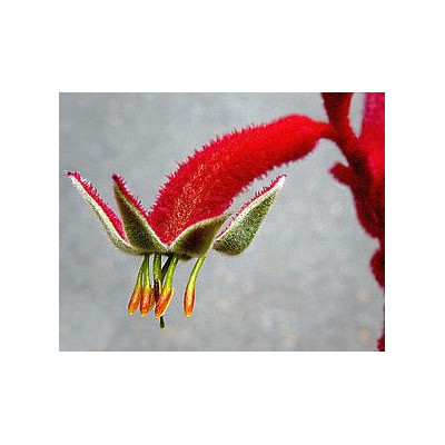 ANIGOZANTHOS manglesii "Klokaní tlapky" 30 semen