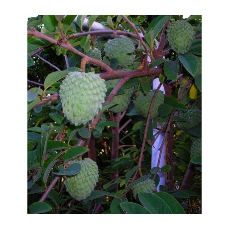 ANNONA cherimola "Čerimoja" 5 semen