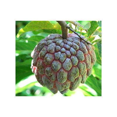 ANNONA cherimola "Čerimoja" 5 semen