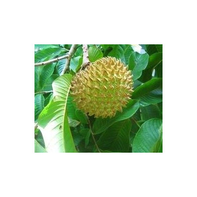 ANNONA purpurea "Sancoya" 5 semen