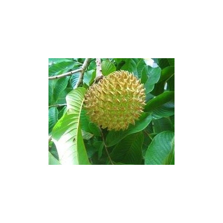 ANNONA purpurea "Sancoya" 5 semen