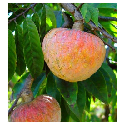 ANNONA reticulata "Pudinkové jablko" 5 semen