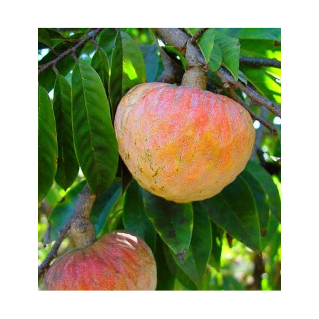 ANNONA reticulata "Pudinkové jablko" 5 semen