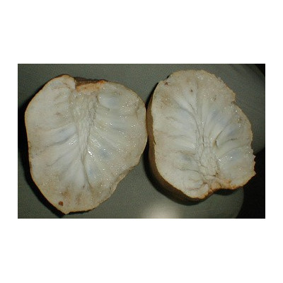 ANNONA reticulata "Pudinkové jablko" 5 semen