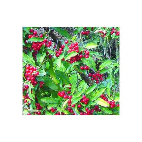 ARDISIA macrocarpa 8 semen
