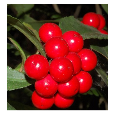 ARDISIA macrocarpa 8 semen