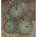 AGAVE utahensis v. nevadensis 8 semen