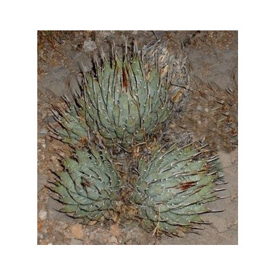 AGAVE utahensis v. nevadensis 8 semen