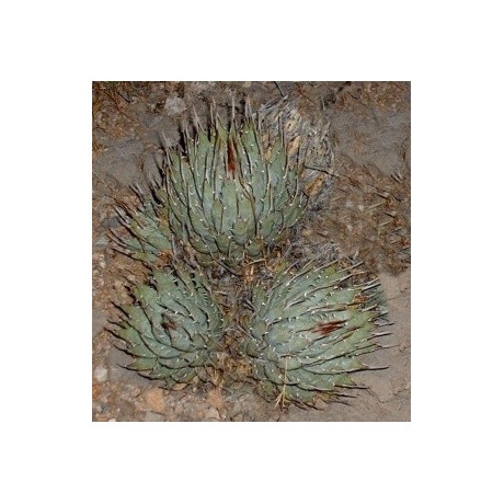 AGAVE utahensis v. nevadensis 8 semen